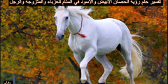 تفسير حلم رؤية الحصان الأبيض والأسود في المنام للعزباء والمتزوجة والرجل